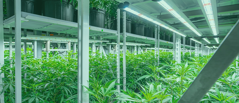 Top 15 growing equipment must-haves for weed growers